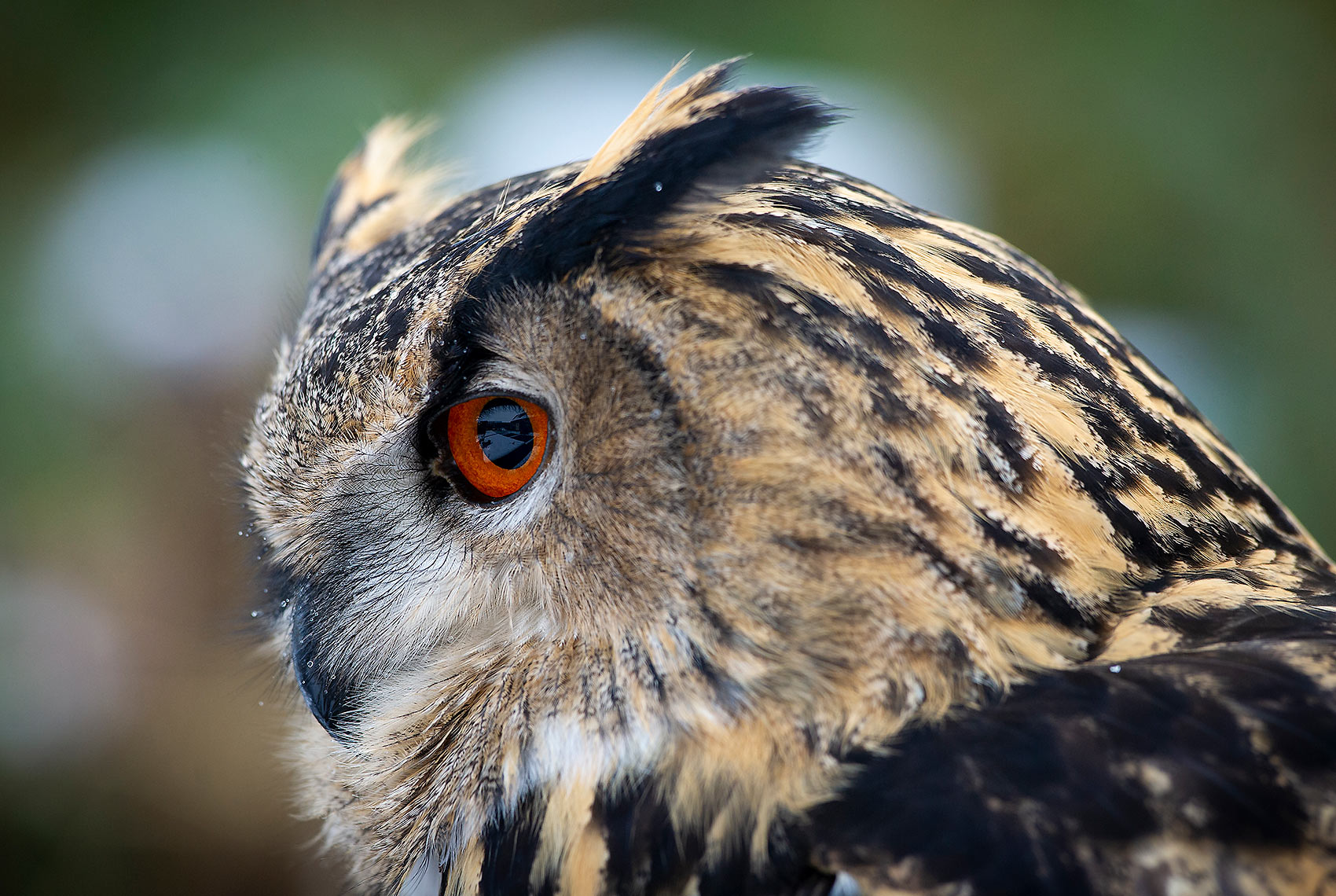 Eagle-Owl-20-065-168.jpg