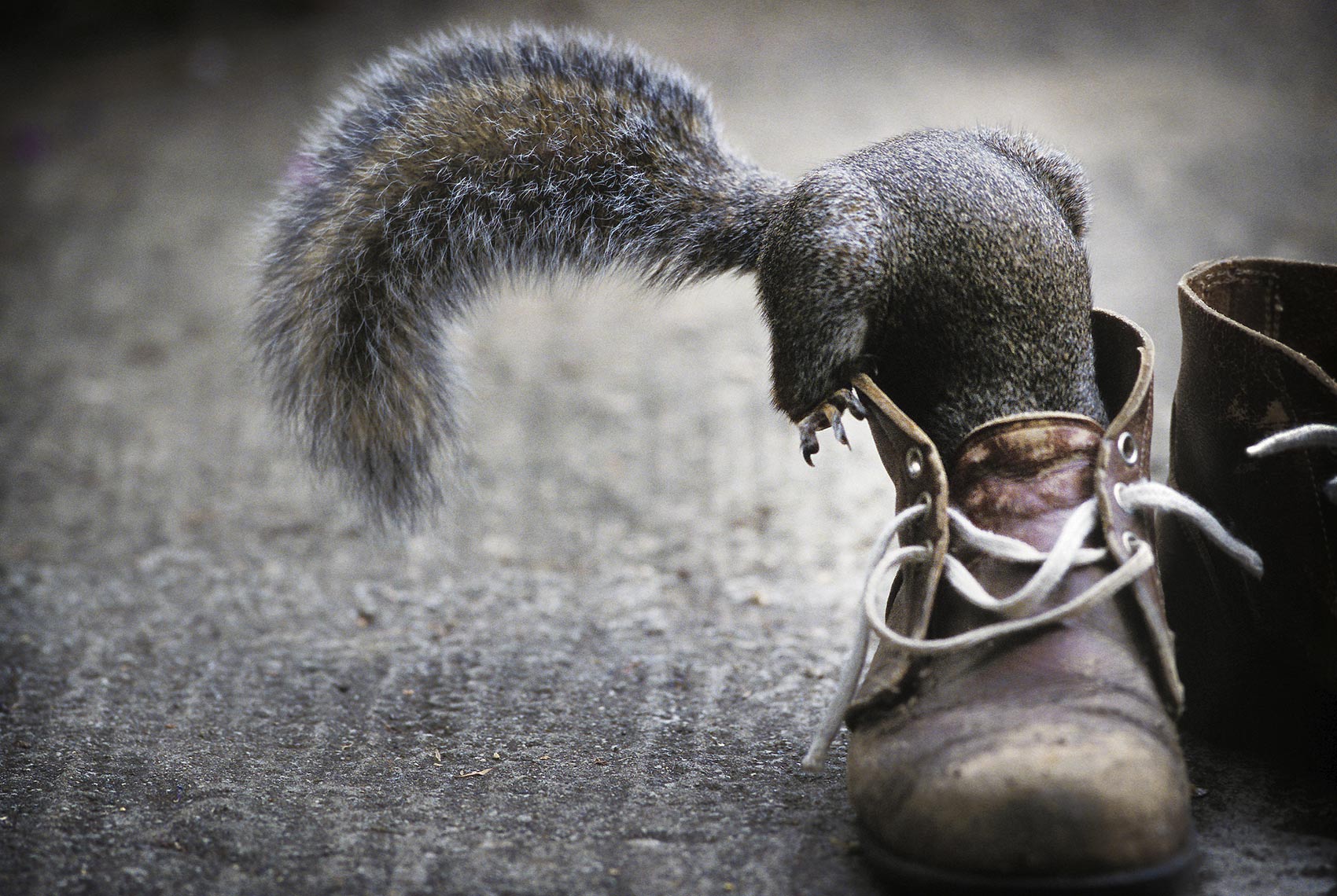 Grey squirrel in boots
