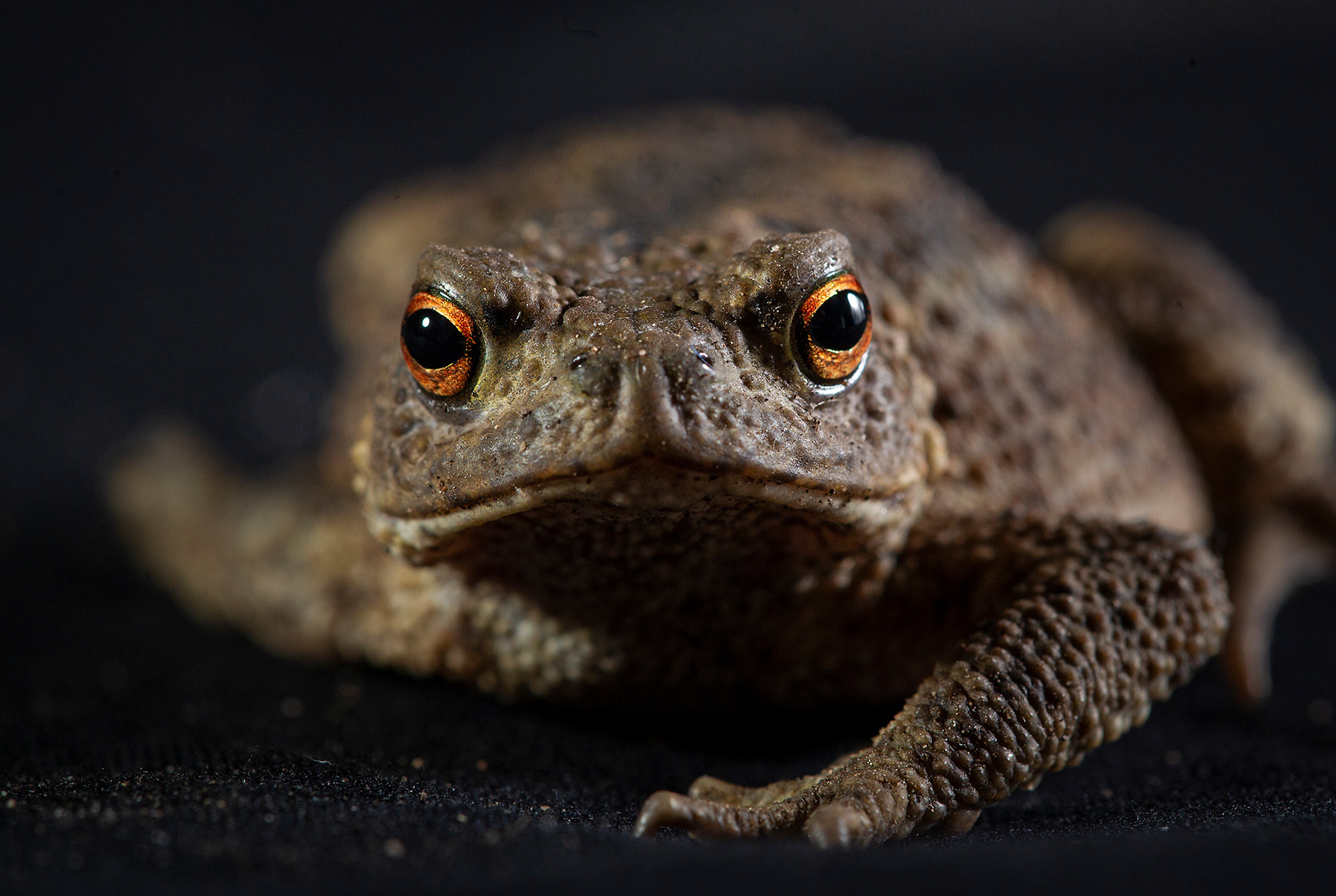 Toad-21-025-139